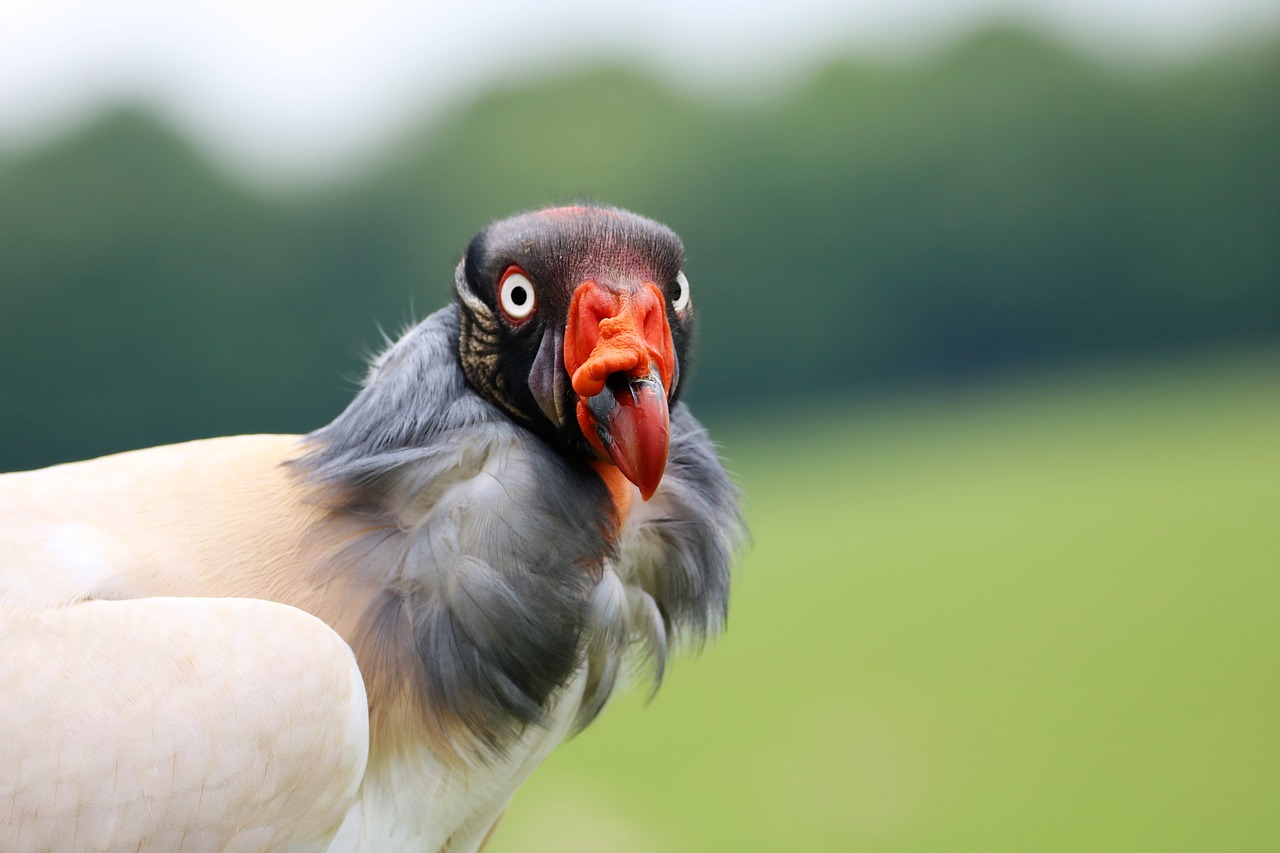 Image - king vulture vulture bird wildlife