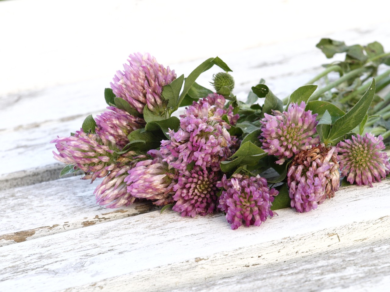 Image - red clover medicinal herb