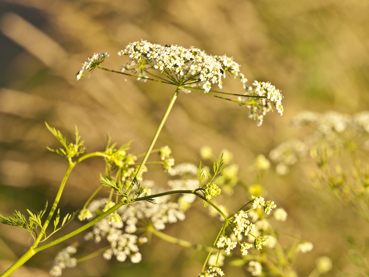 Image - yarrow herb meadow herbs summer