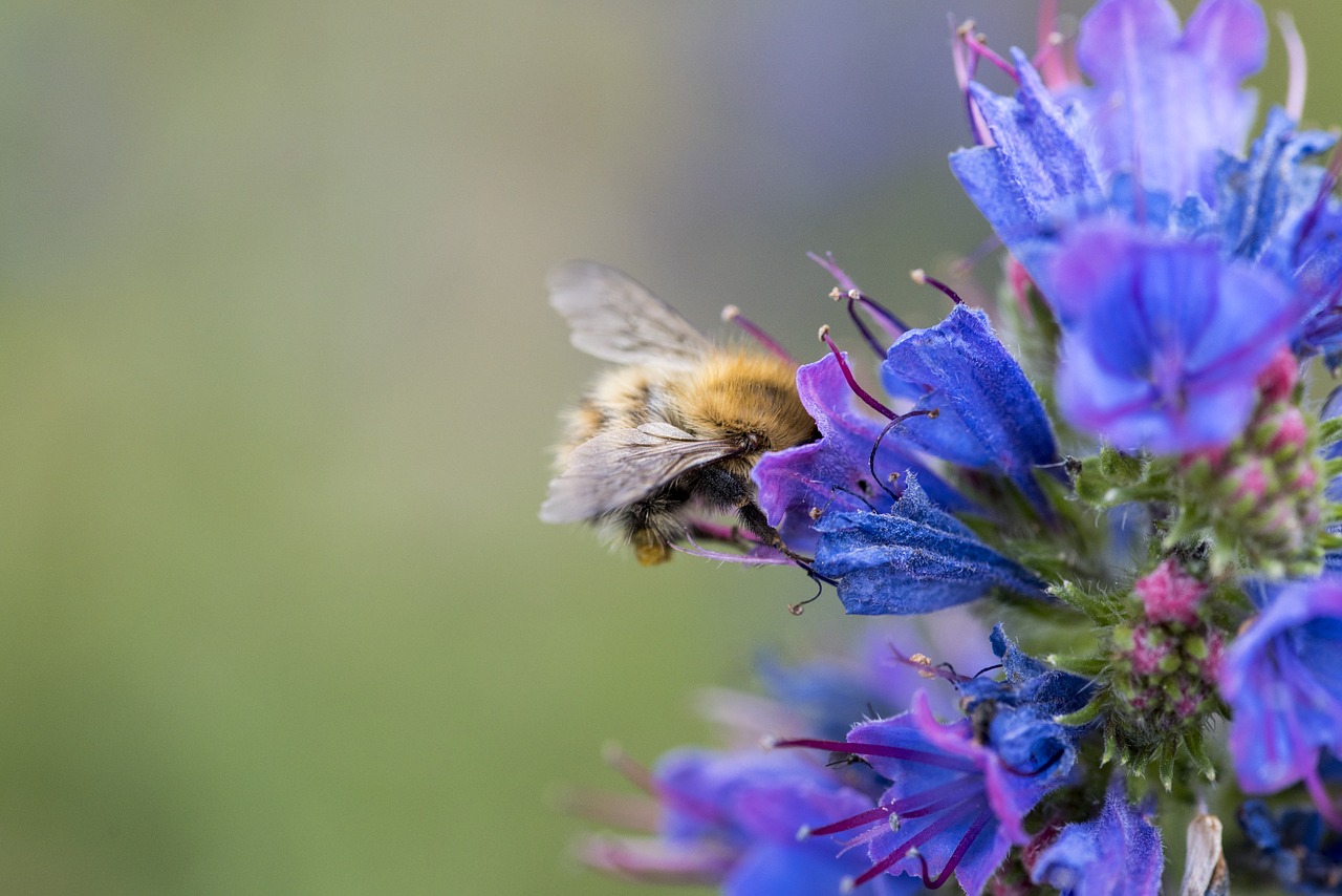 Image - bee flower nature petal