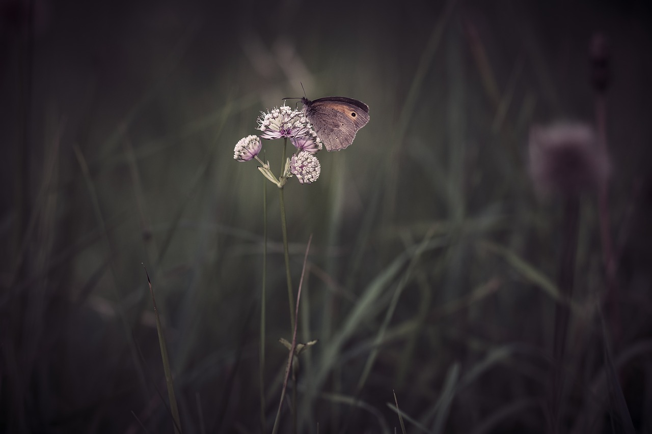 Image - butterfly meadow brown insect