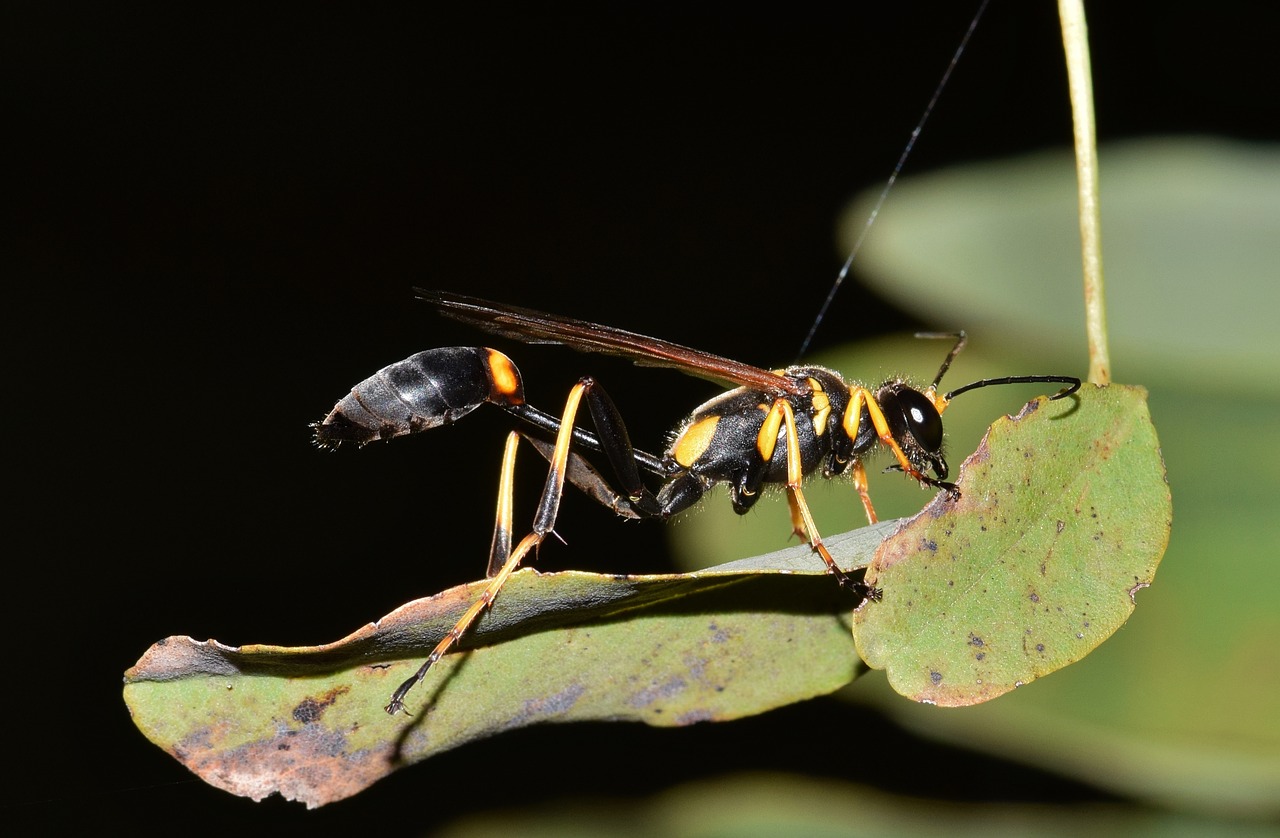 Image - wasp mud dauber mud wasp