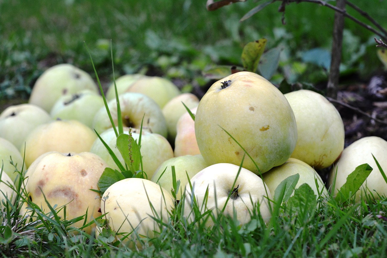 Image - apple apples fruit sad antonówka