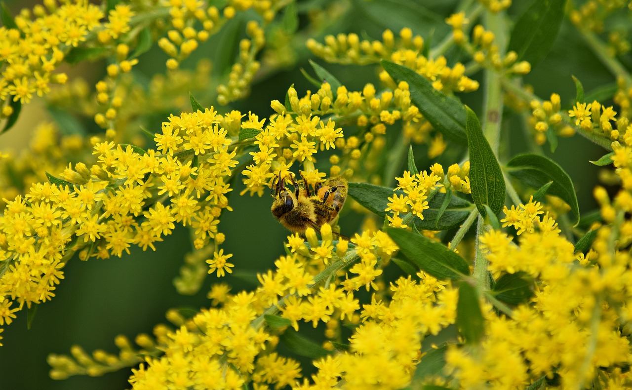 Image - osa pollination nature sunny