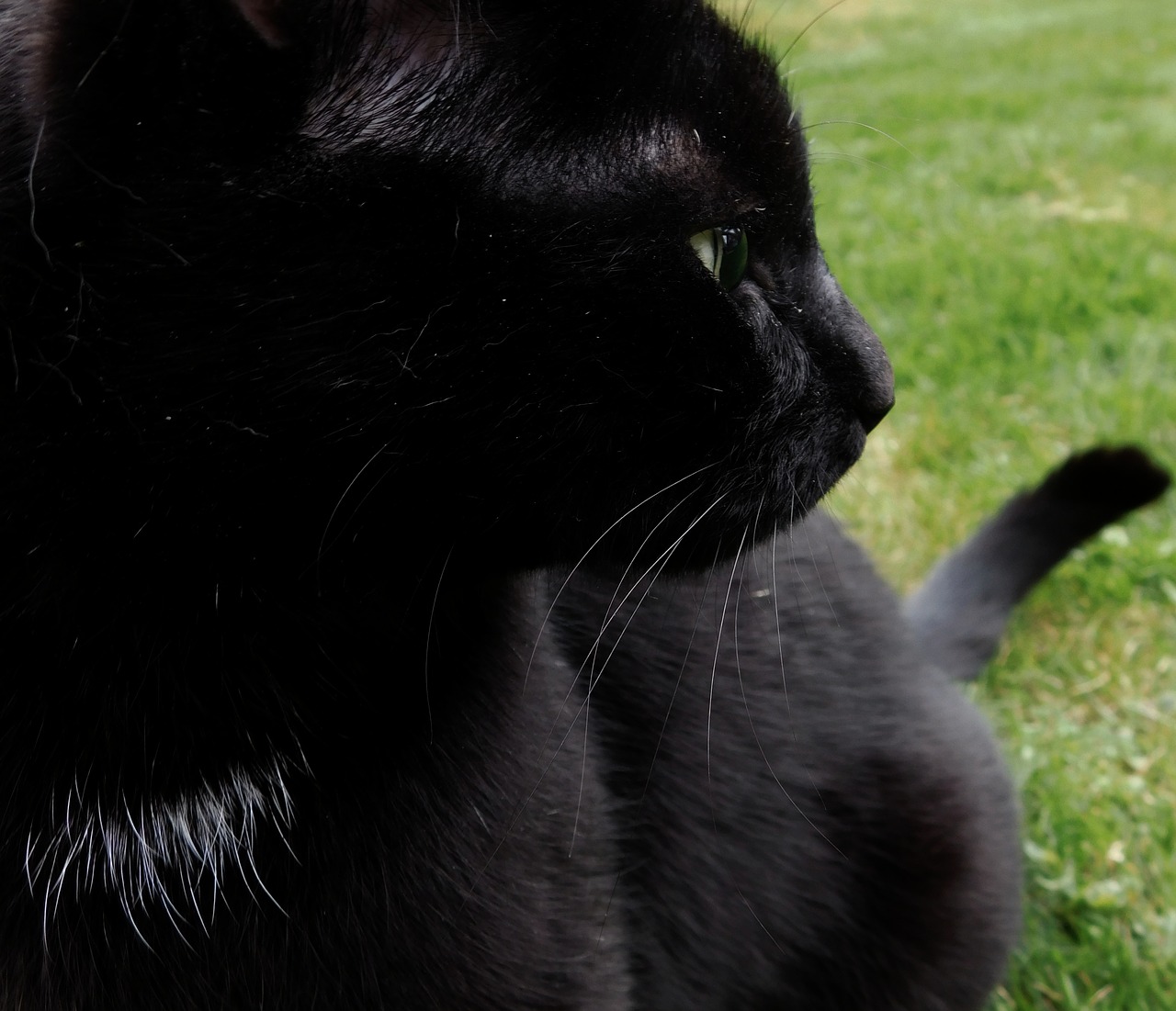 Image - cat black cat focused whiskers