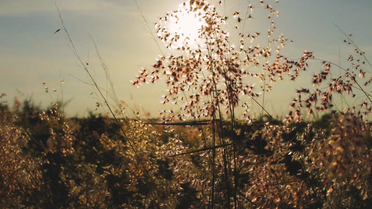 Image - flower meadow daisy sun nature