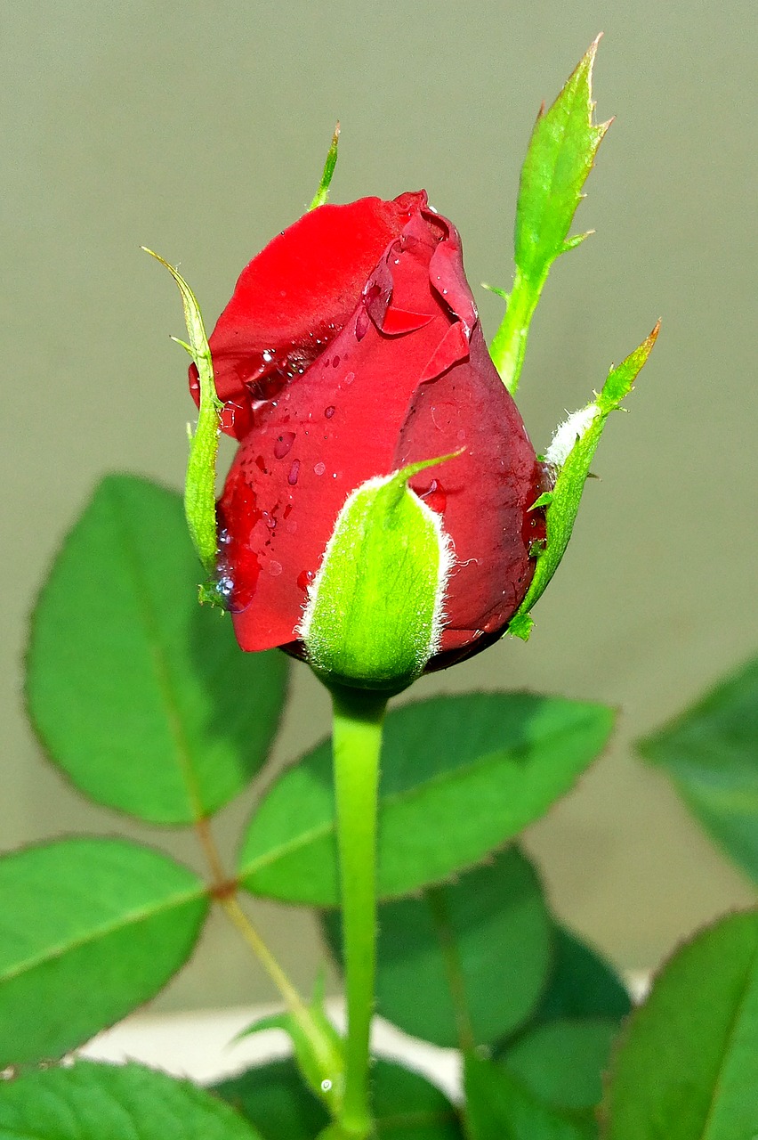 Image - rose jm red kerala