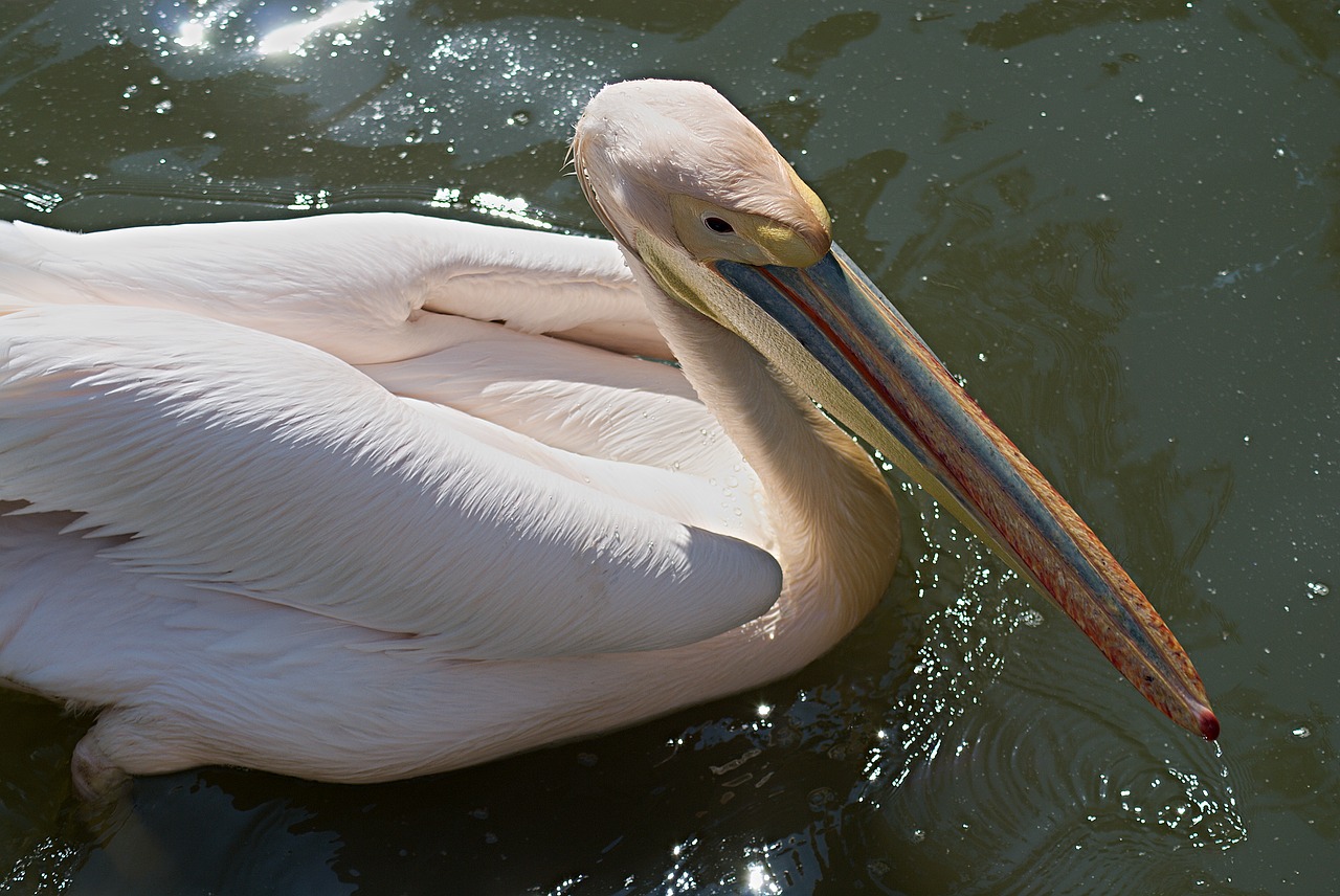 Image - waterfowl pelican zoo