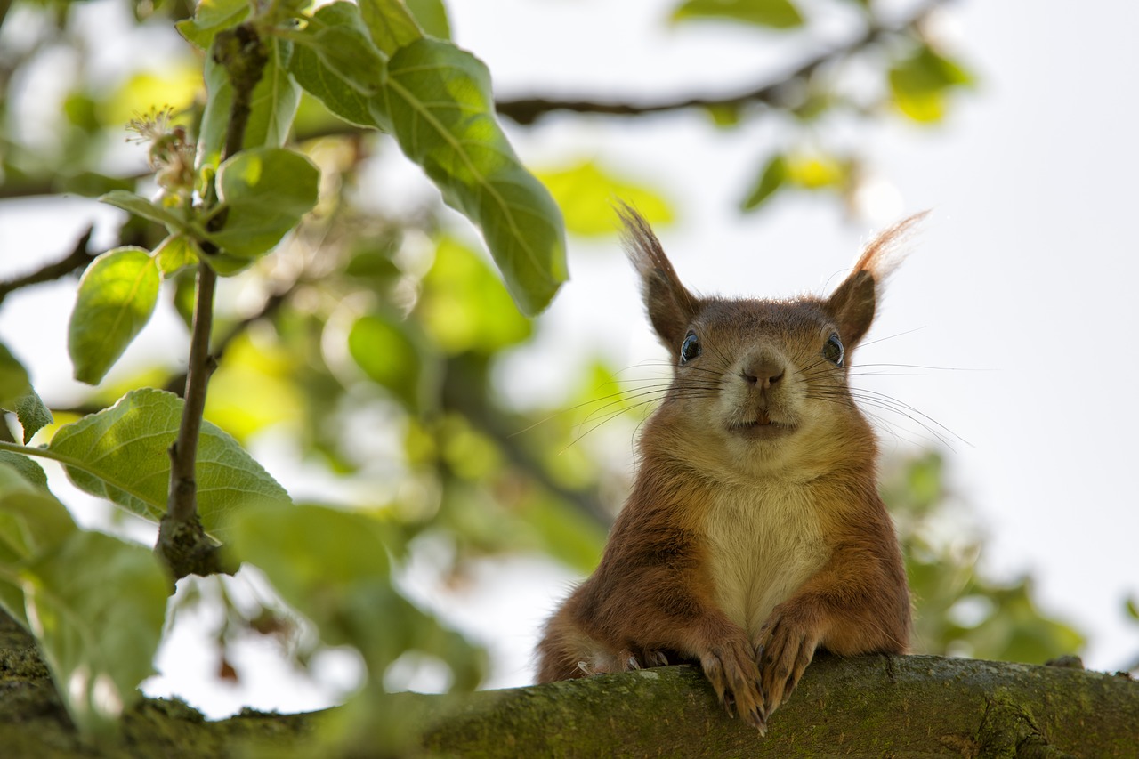 Image - squirrel ulm garden summer