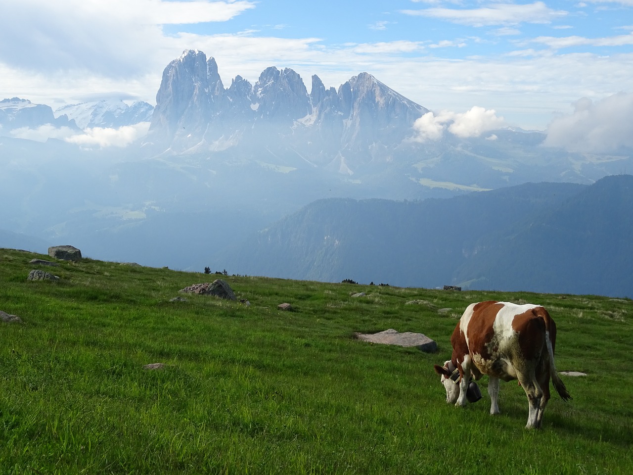 Image - dolomites panorama cow