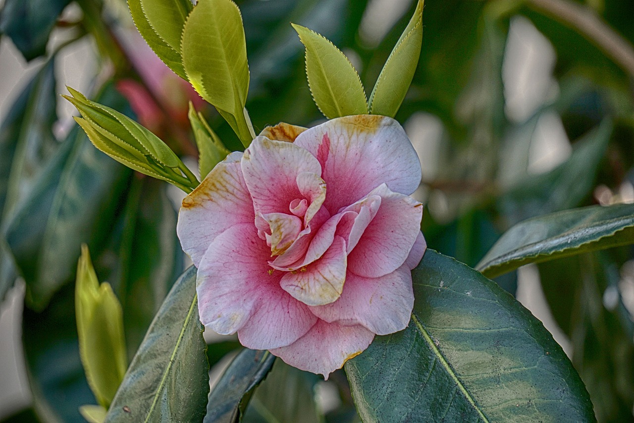 Image - flower japan quince pink flowers