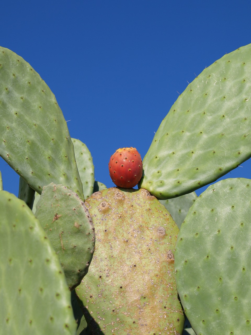 Image - cactus green red botanical botany