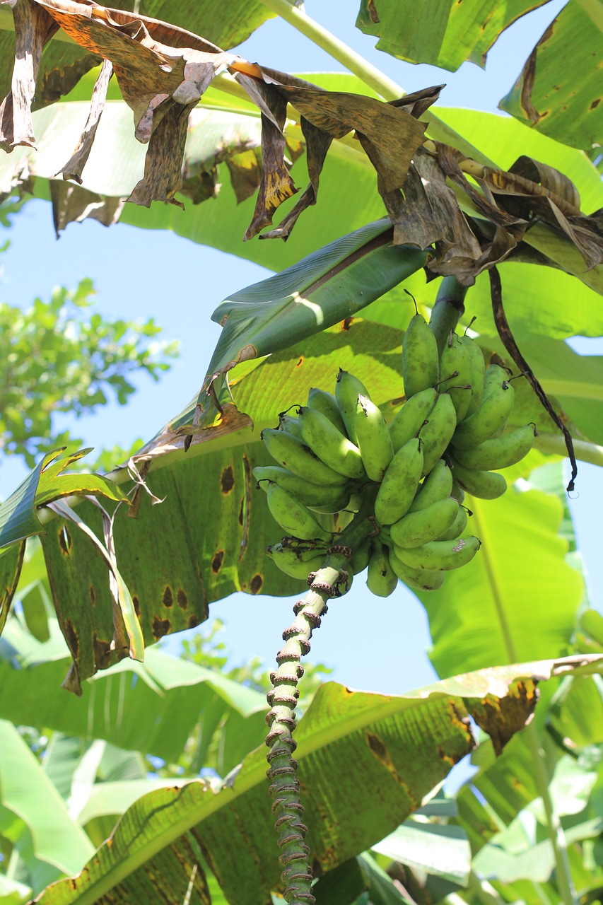 Image - banana plant gr tropical