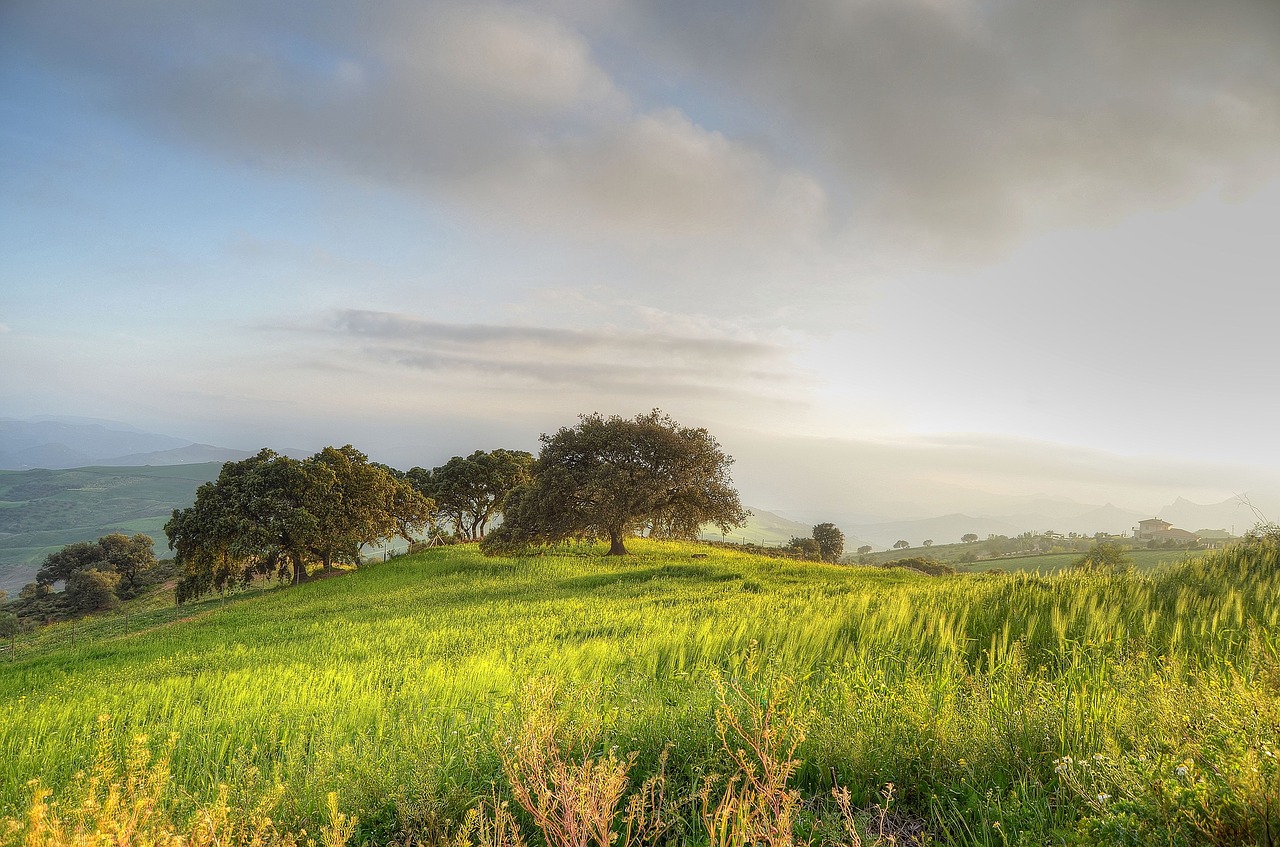 Image - landscape antequera tree nature