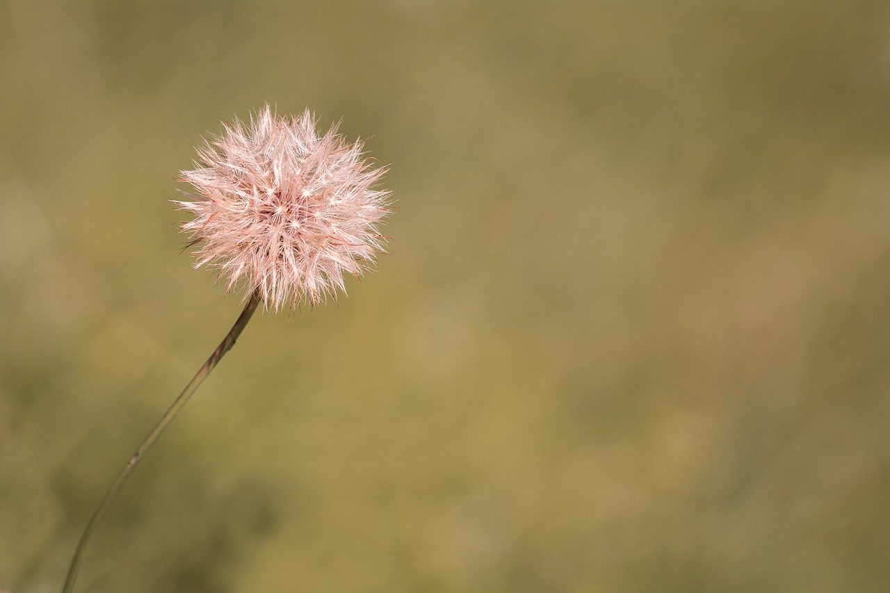 Image - dandelion faded flower