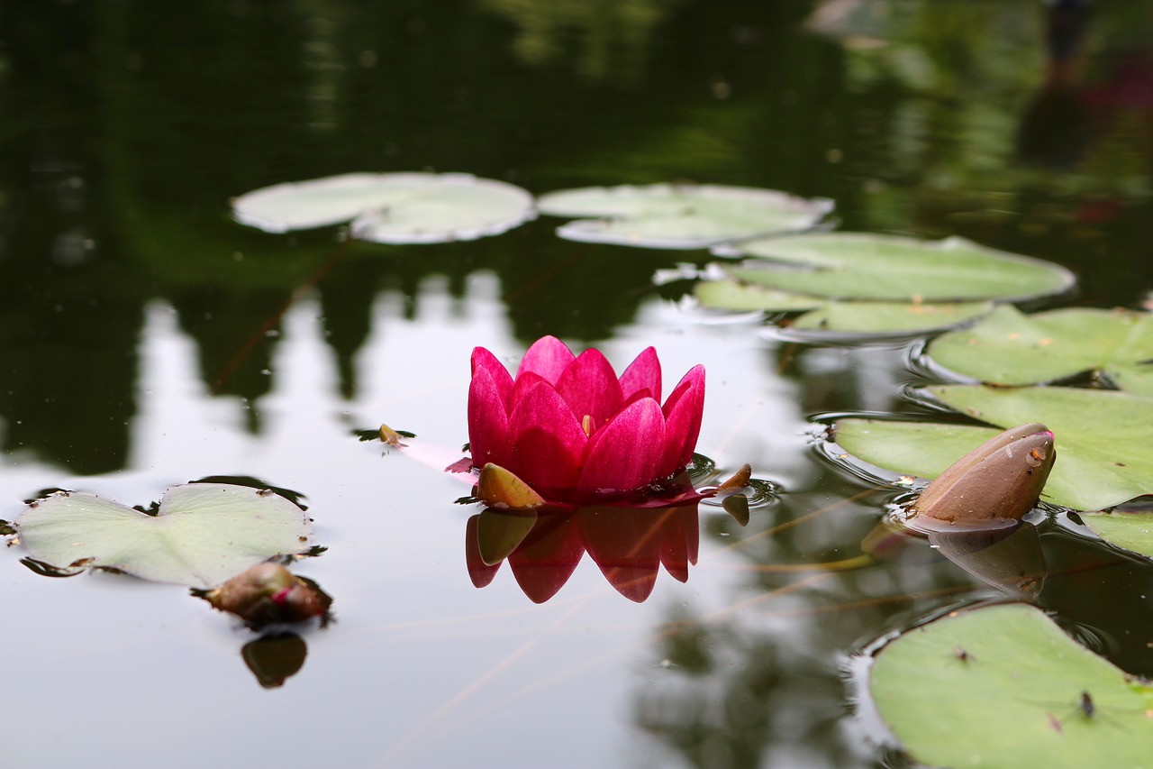 Image - water lily flower blossom bloom