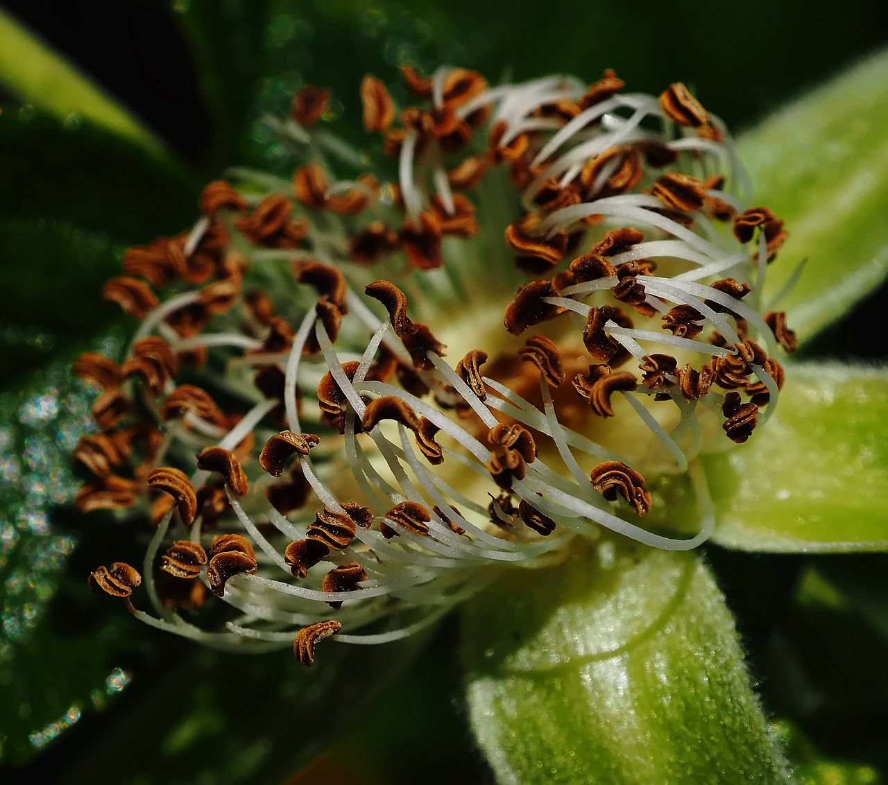 Image - flower stamen after blooming macro