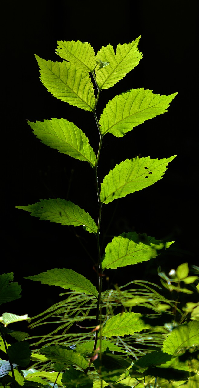 Image - leaves young drove forest
