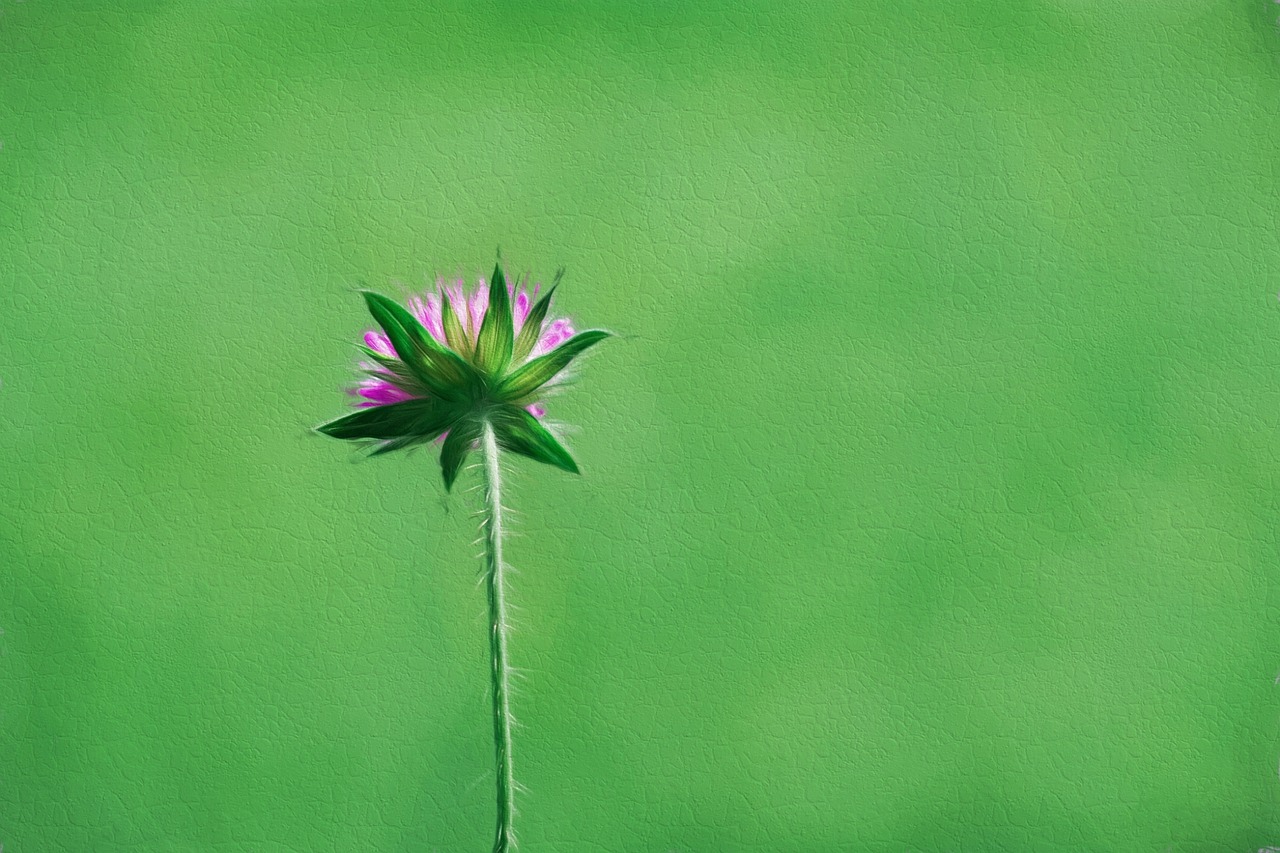 Image - flower pointed flower individually