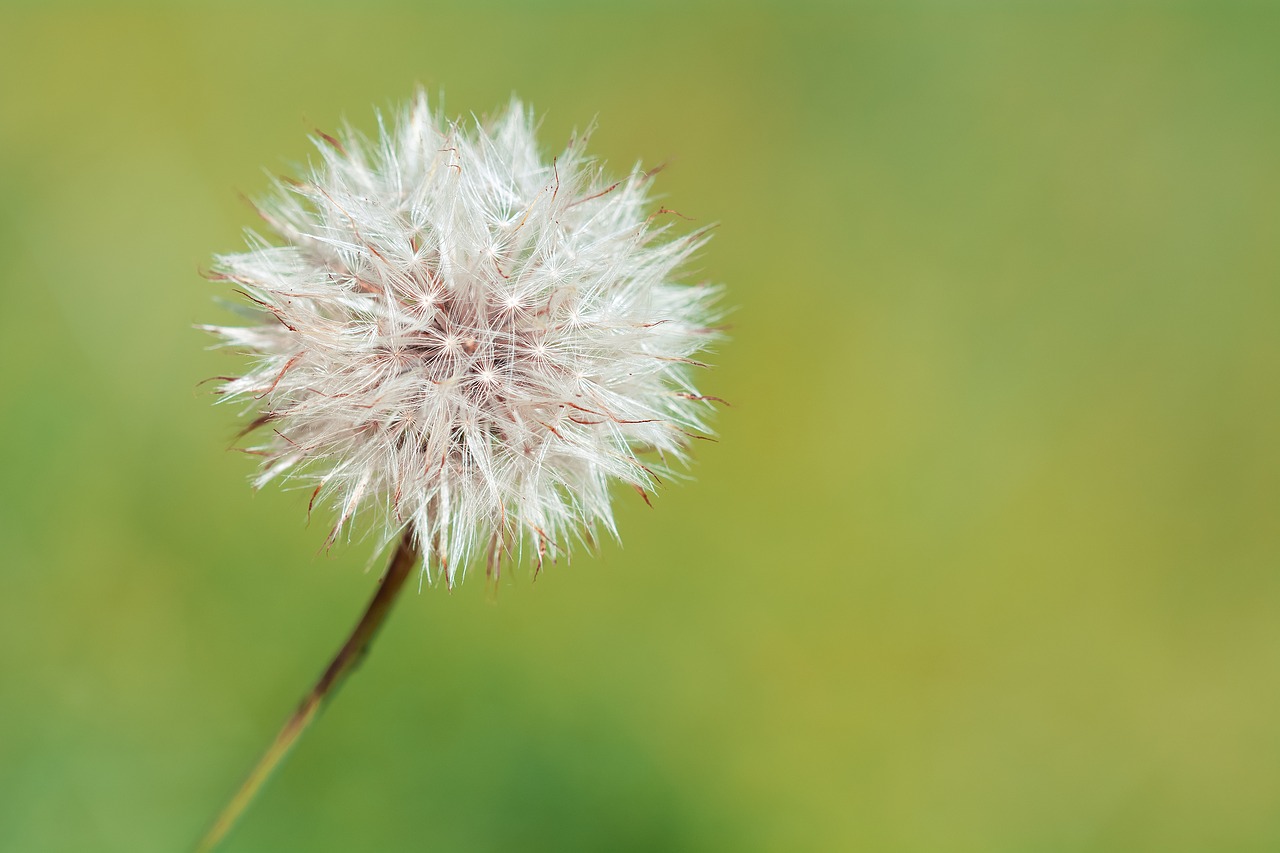 Image - dandelion faded flower seeds summer