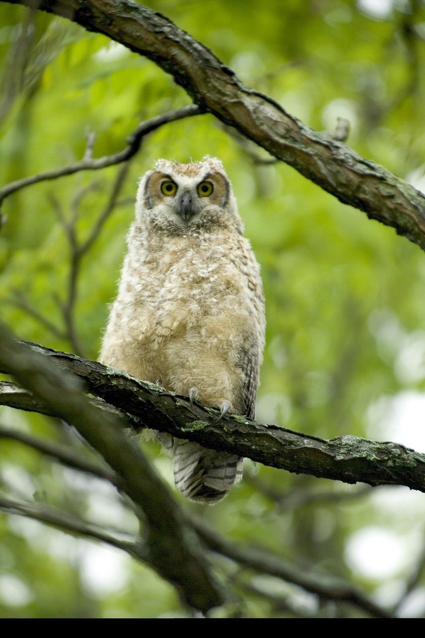 Image - great horned owl baby bird wildlife