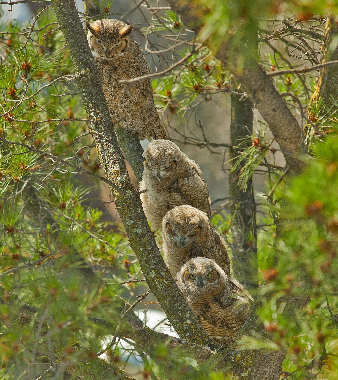 Image - great horned owls mother owlets