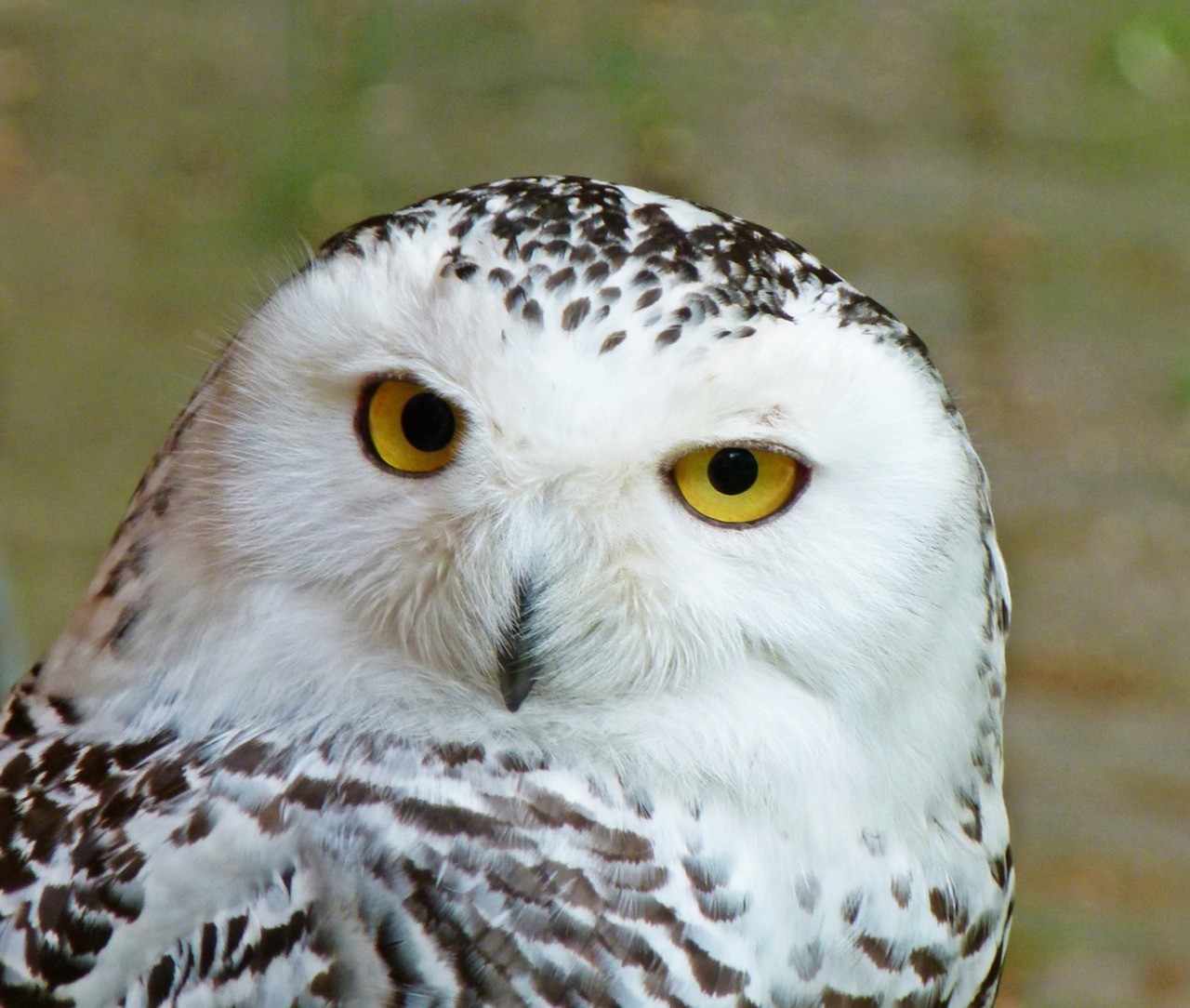 Image - snowy owl bird wildlife nature