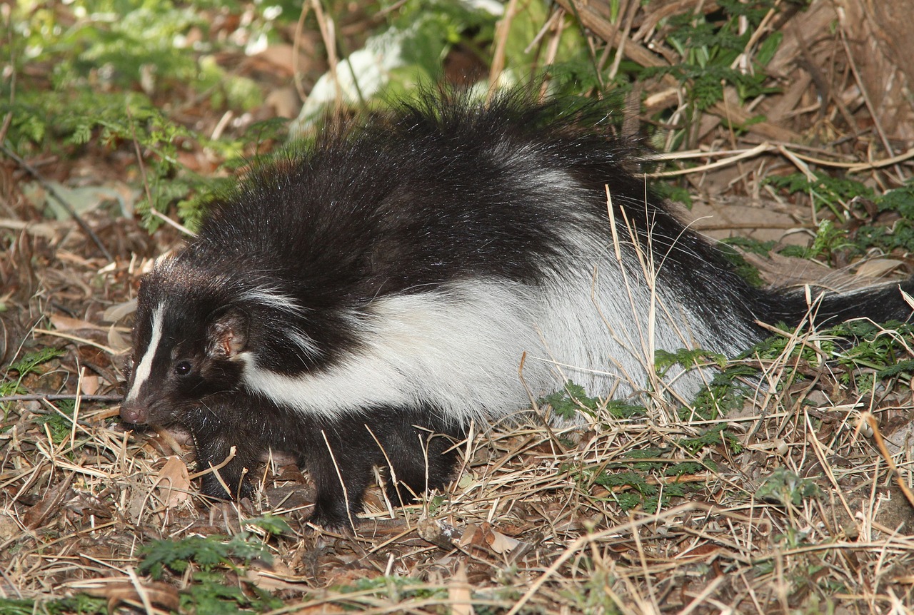 Image - hooded skunk wildlife portrait