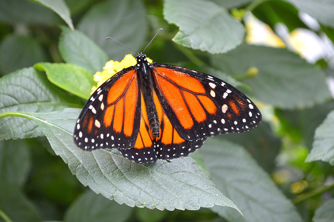 Image - monarch butterfly plant leaf insect