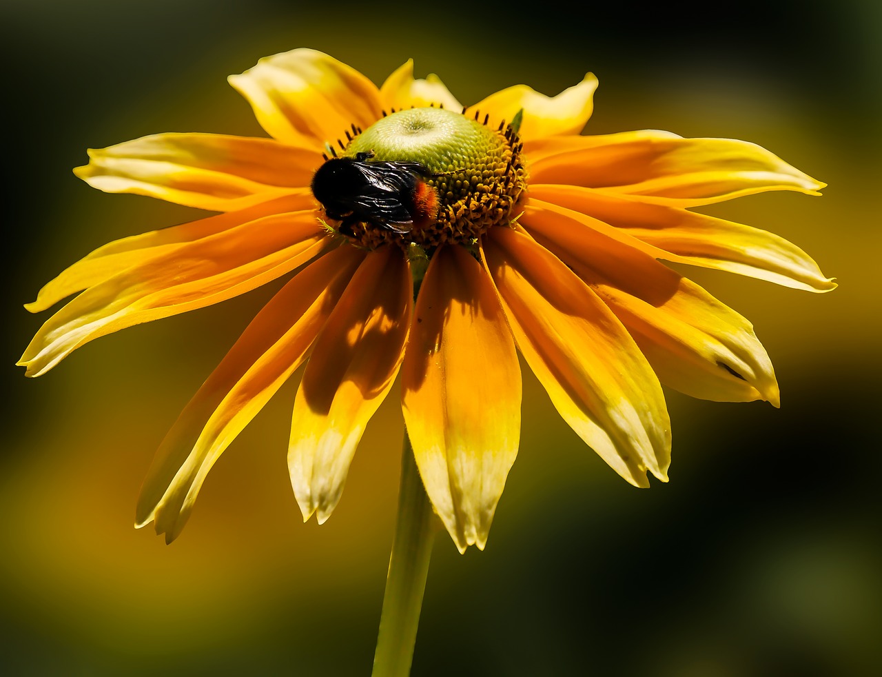 Image - blossom bloom zinnia hummel summer