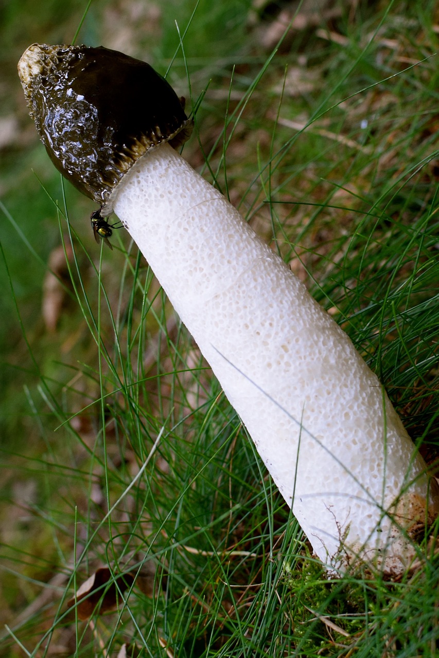 Image - morel mushroom young forest close