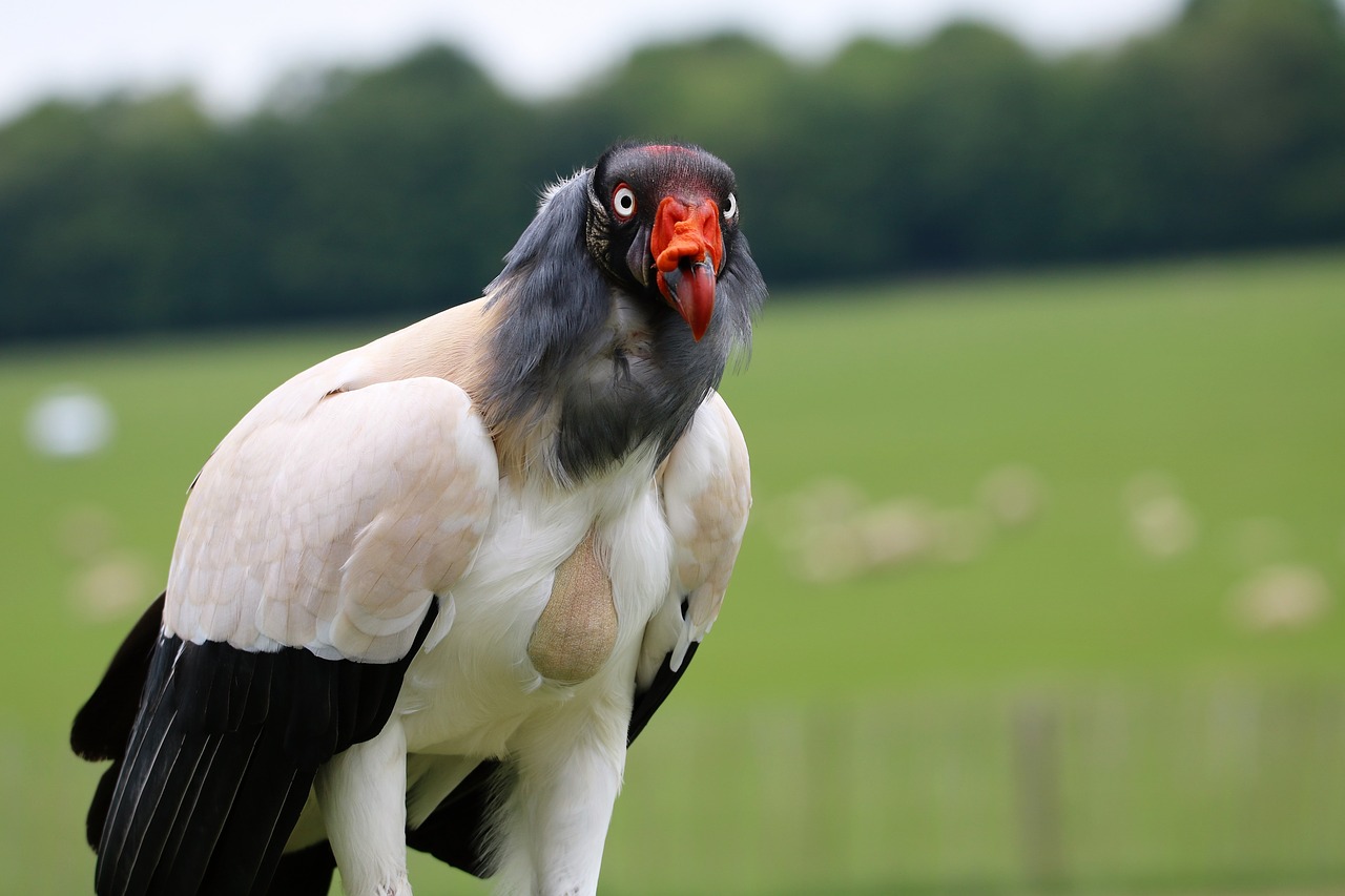 Image - king vulture vulture raptor bird