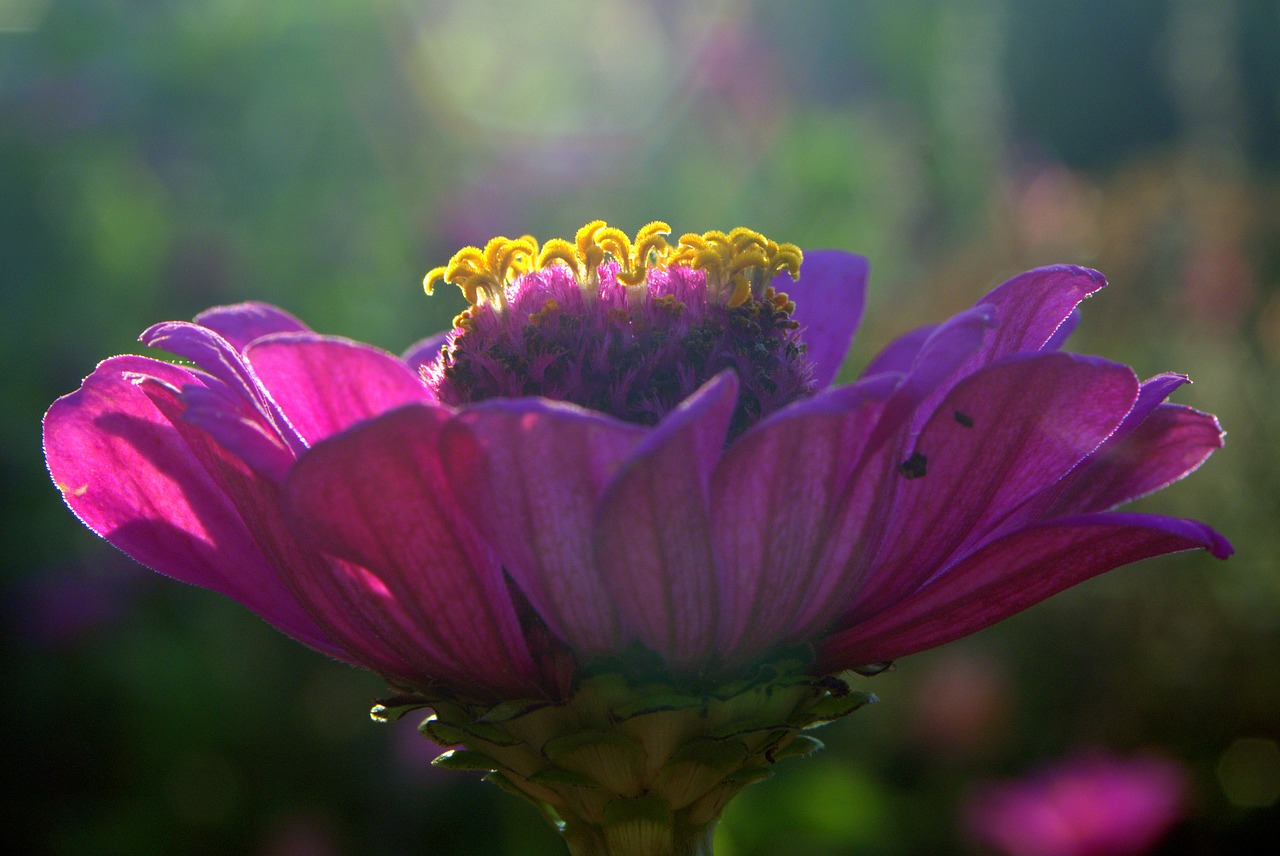 Image - zinnia flower violet yellow means