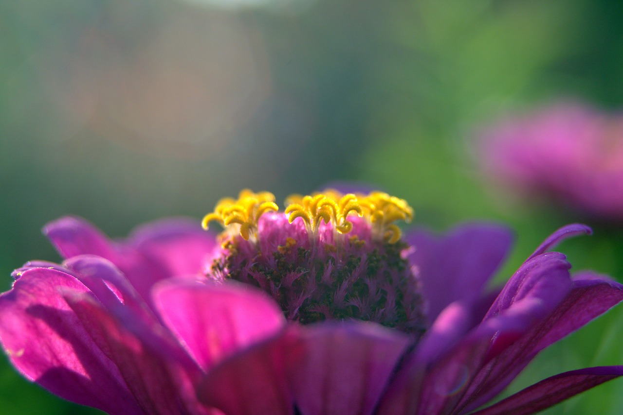 Image - zinnia flower violet yellow means