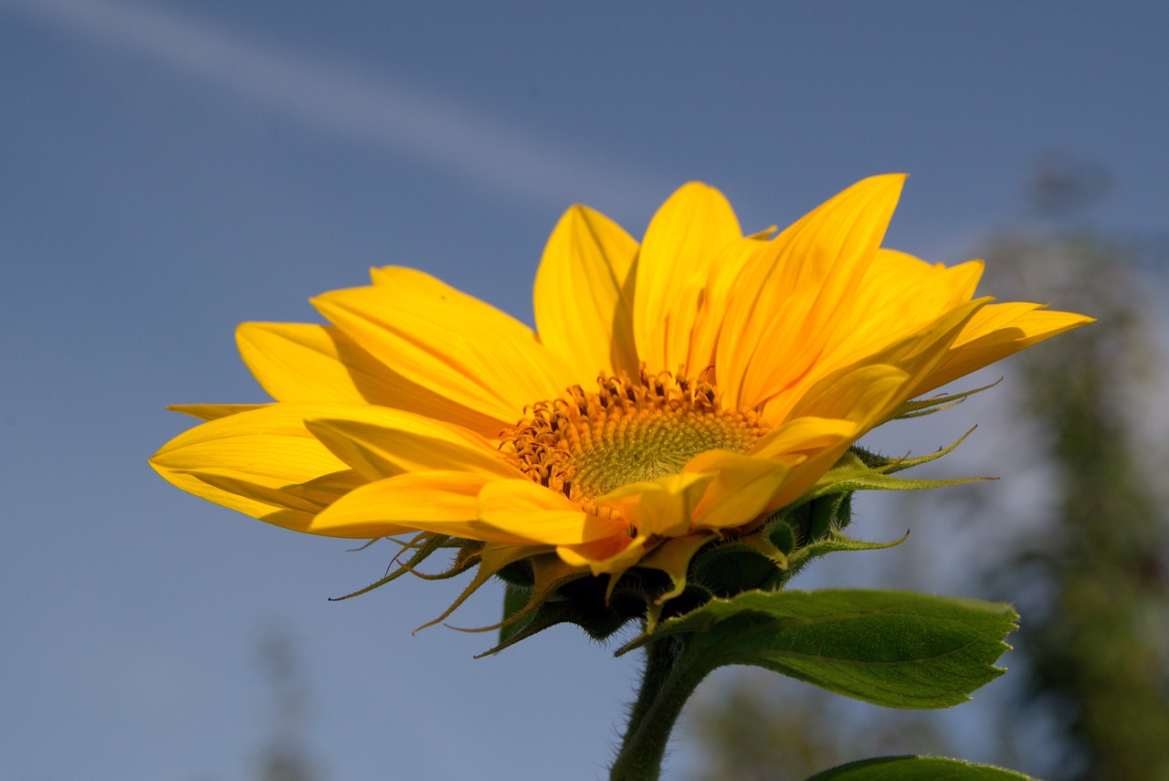Image - sunflower yellow garden flower