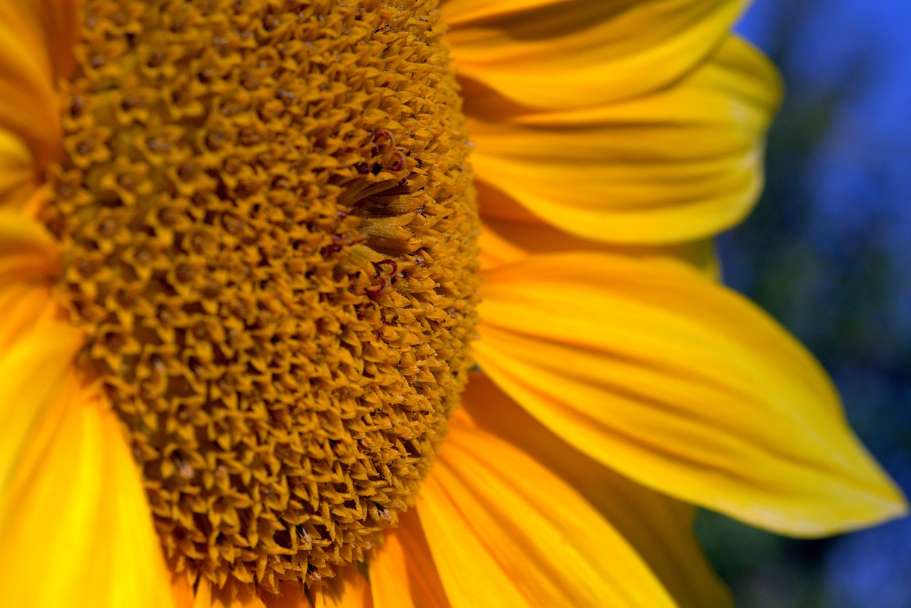 Image - sunflower yellow garden flower