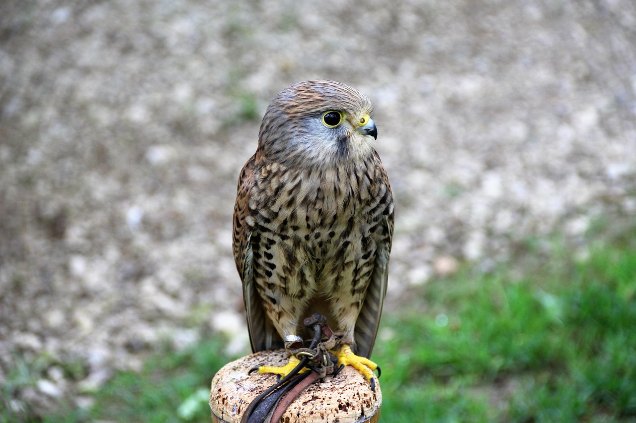 Image - kestrel bird of prey bird nature