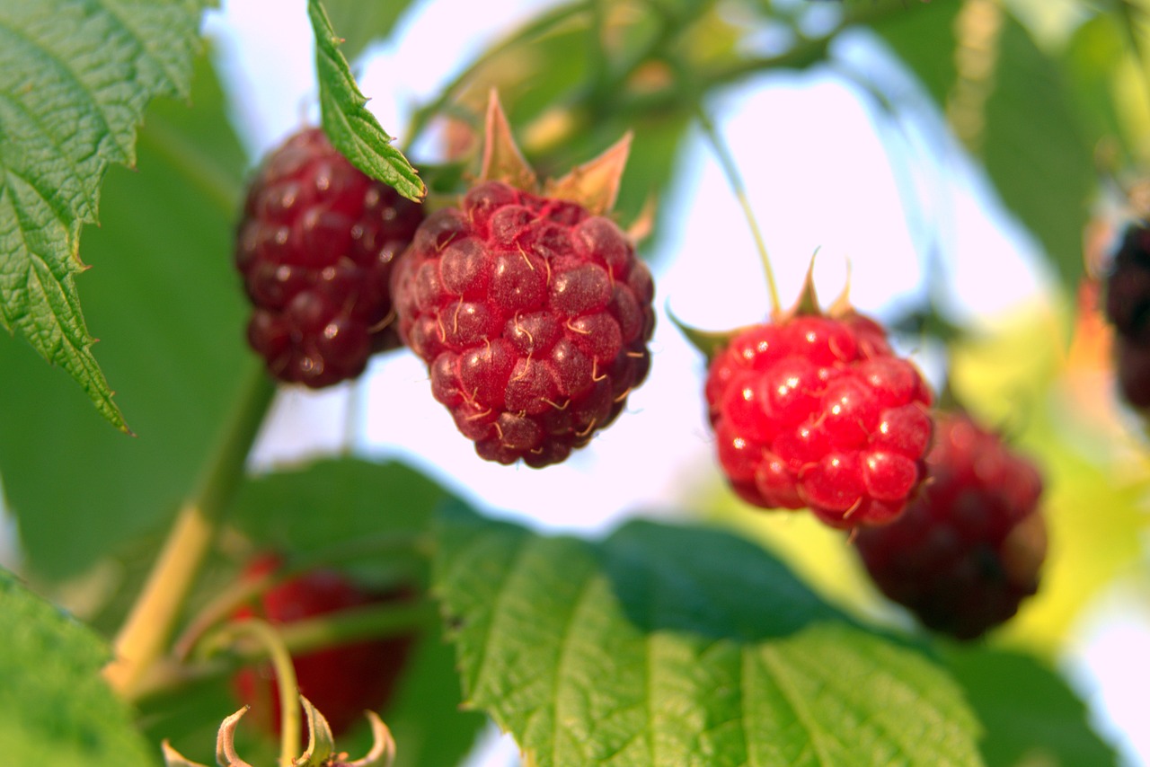 Image - raspberries red fruit sweet garden