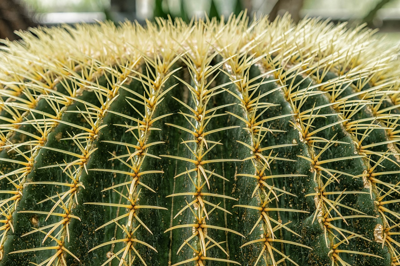 Image - cactus sting prickly plant close