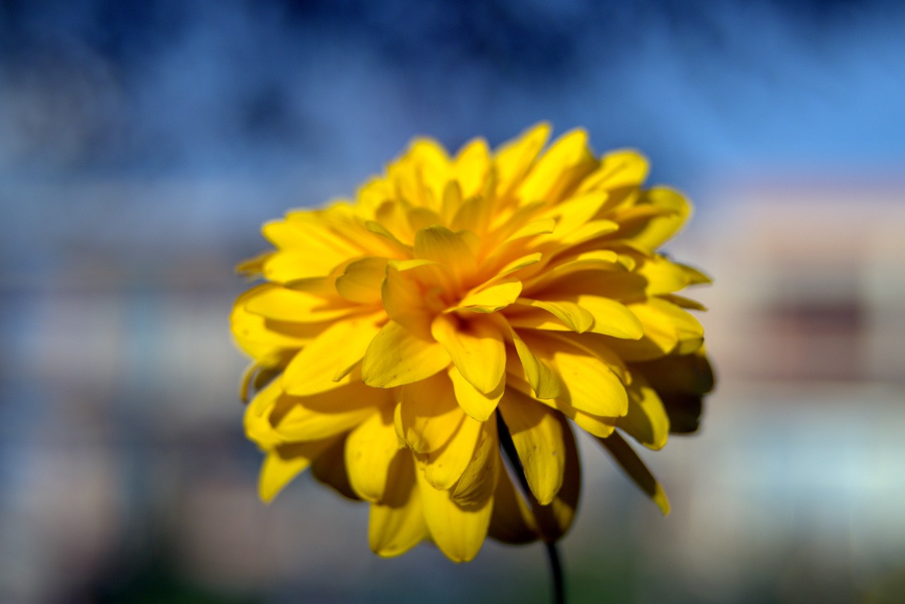 Image - yellow flower flower bile yellow