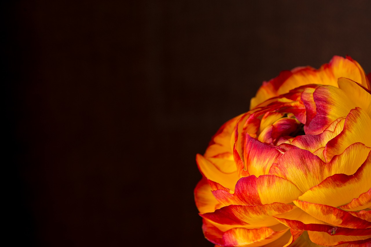 Image - ranunculus flower blossom bloom