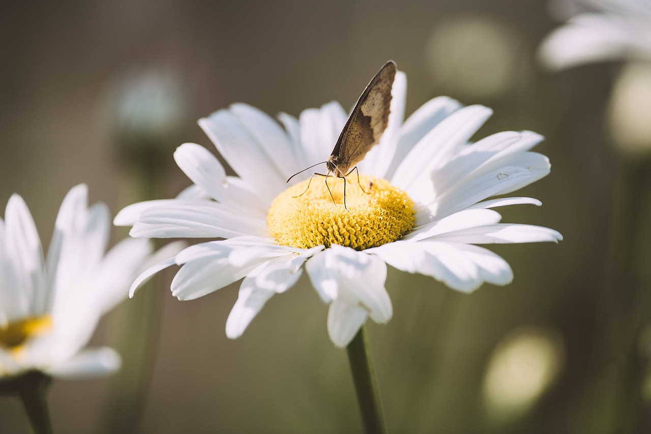 Image - marguerite flower white