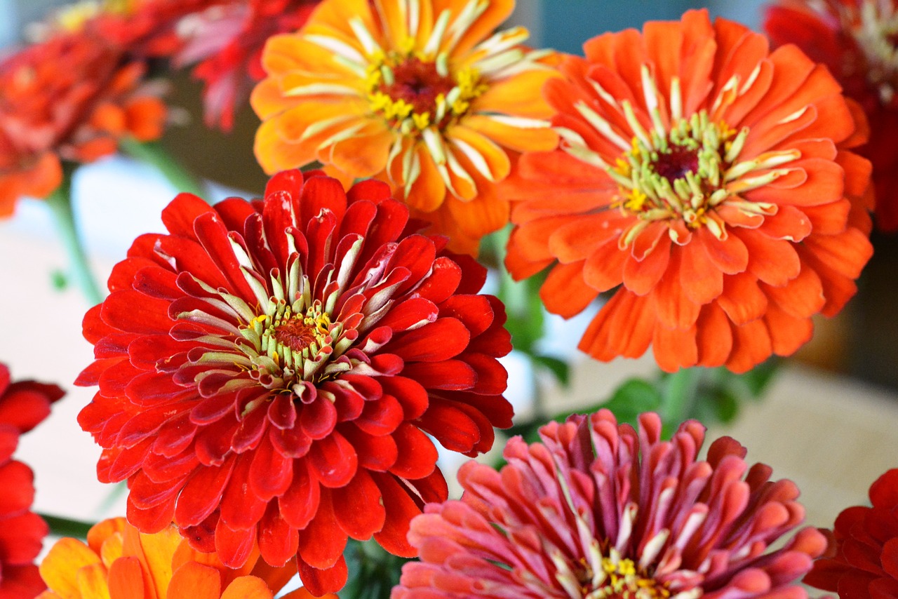 Image - tin zinnia red flowers bouquet