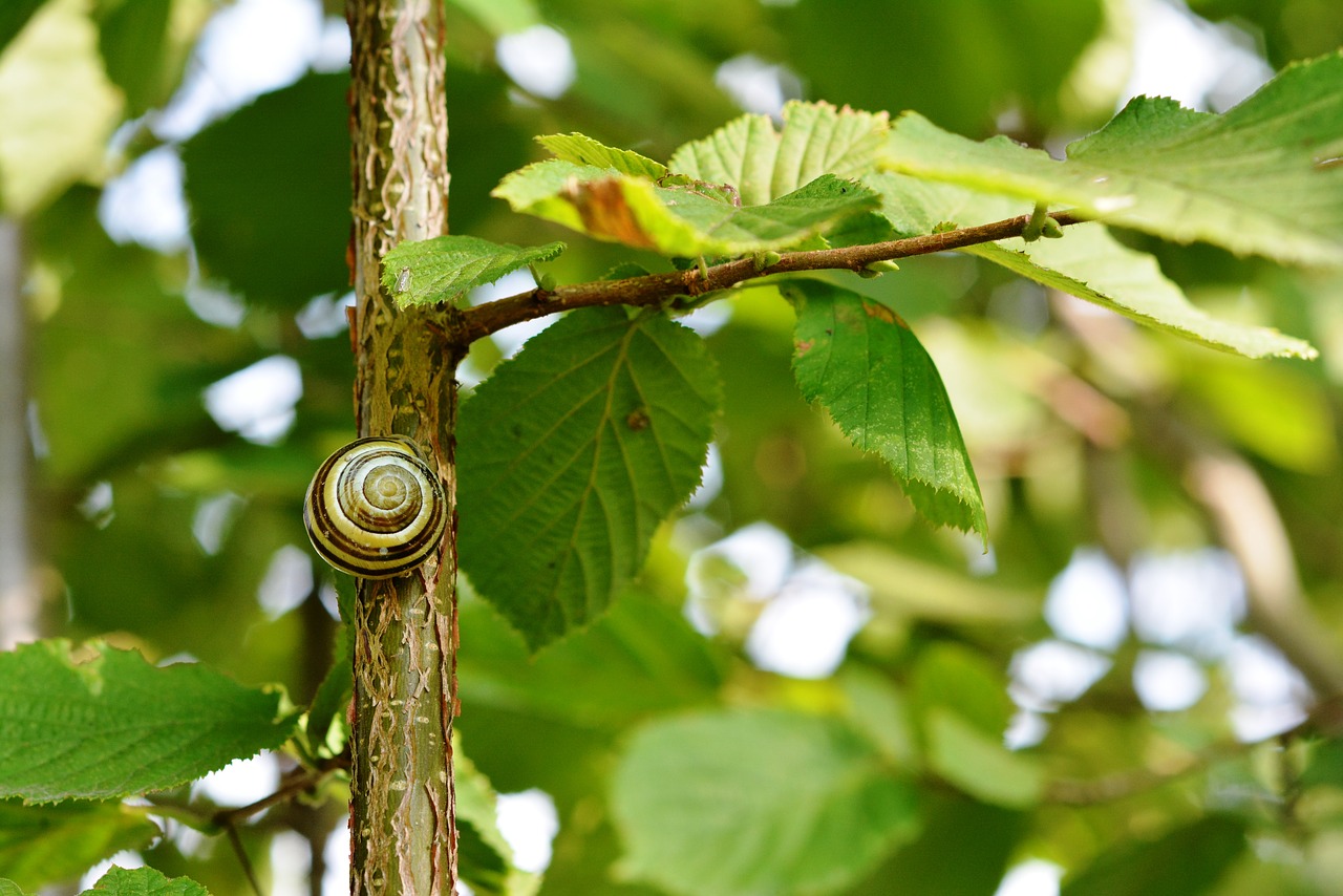 Image - snail seashell shell hazel green