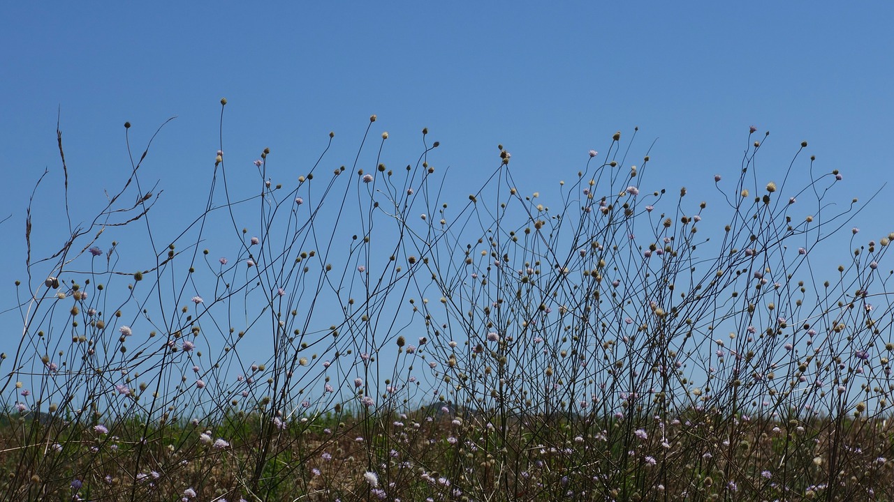 Image - meadow silhouette flowers filigree