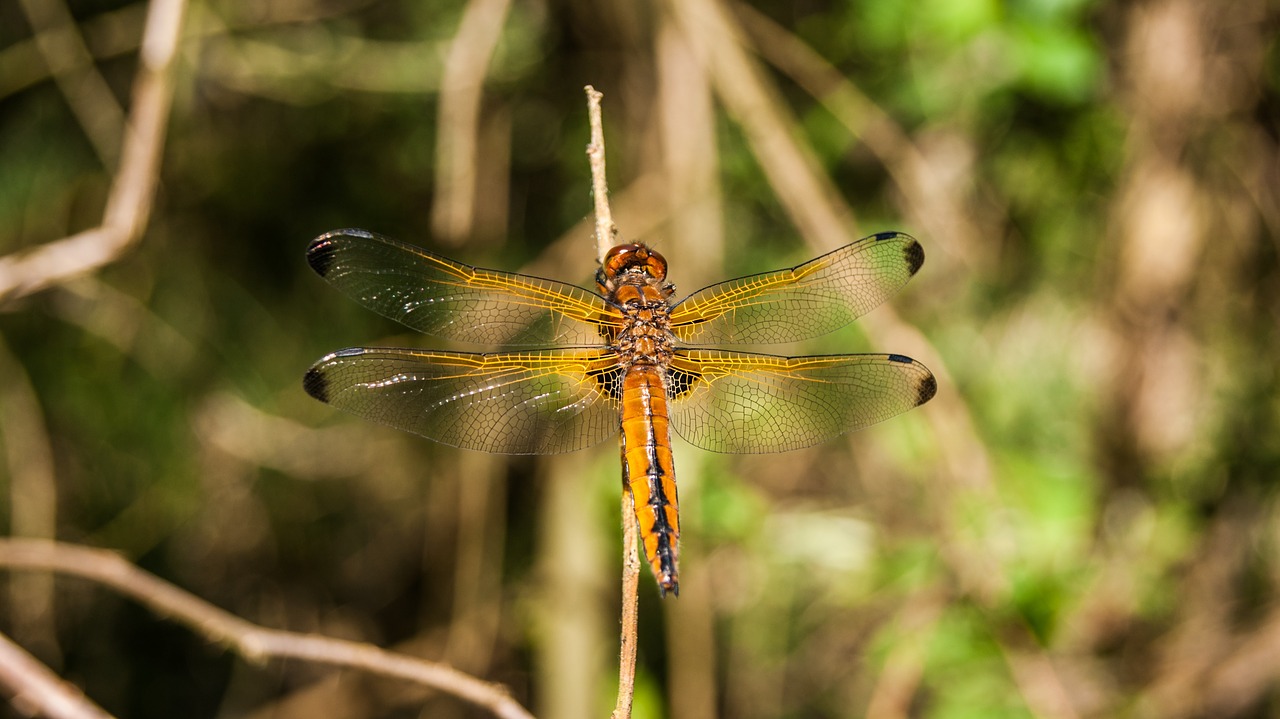 Image - dragonfly nature bug macro green