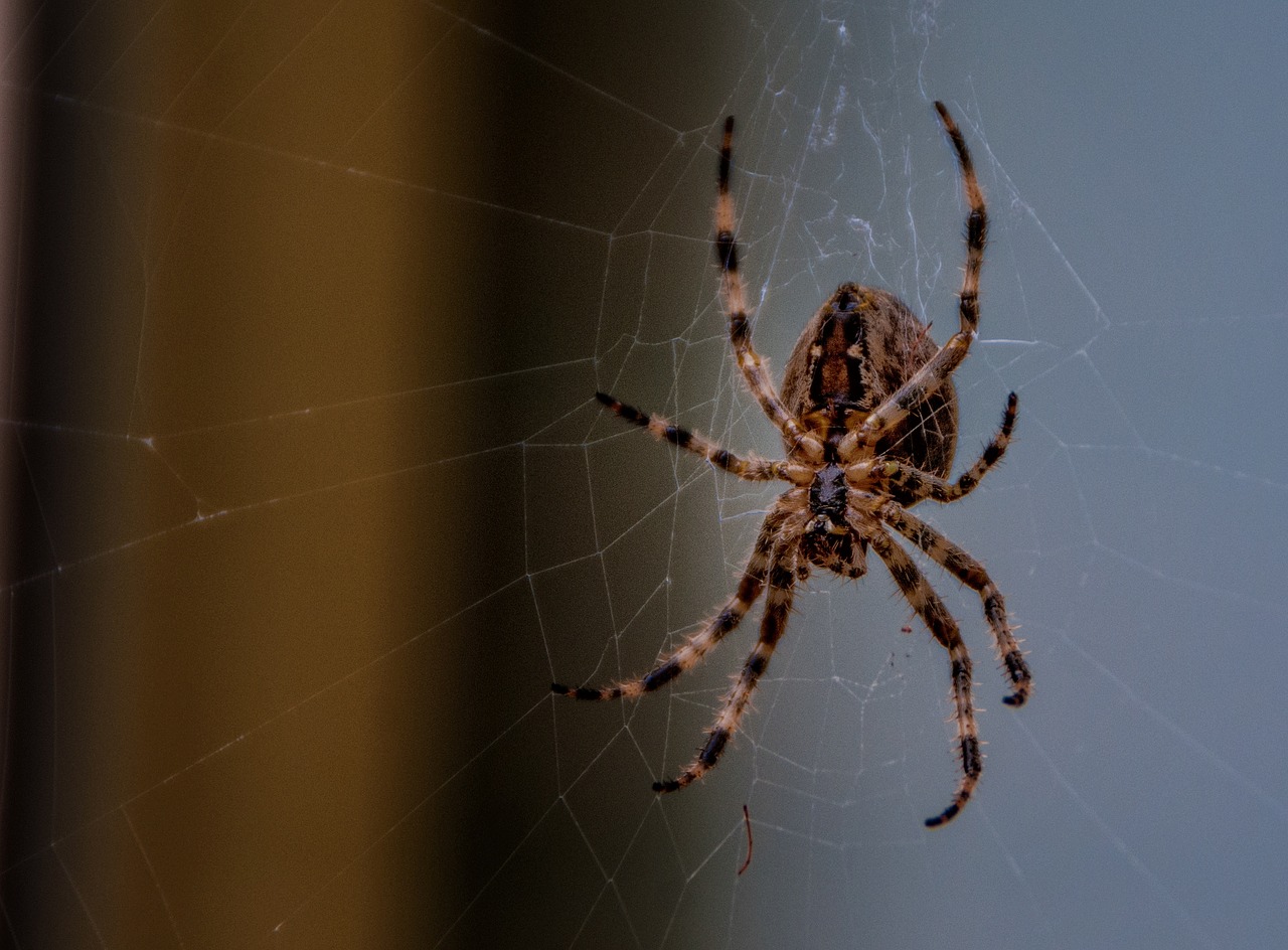 Image - garden spider nature spin bug