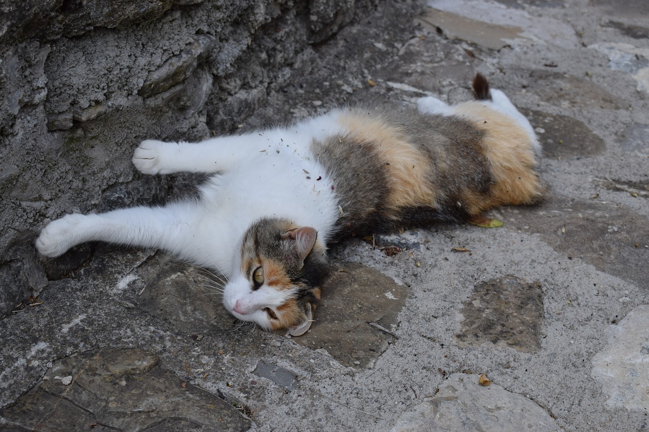Image - cat animal pet rest fauna