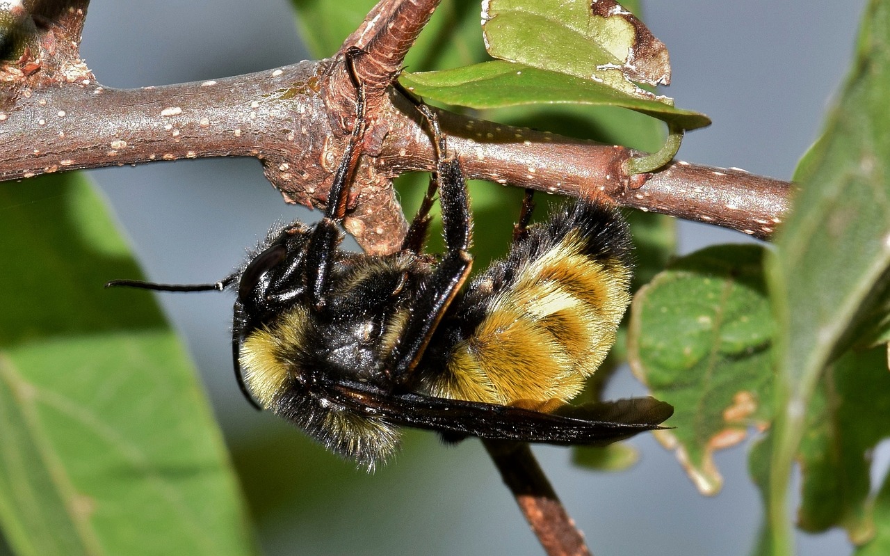 Image - bee bumblebee insect insectoid