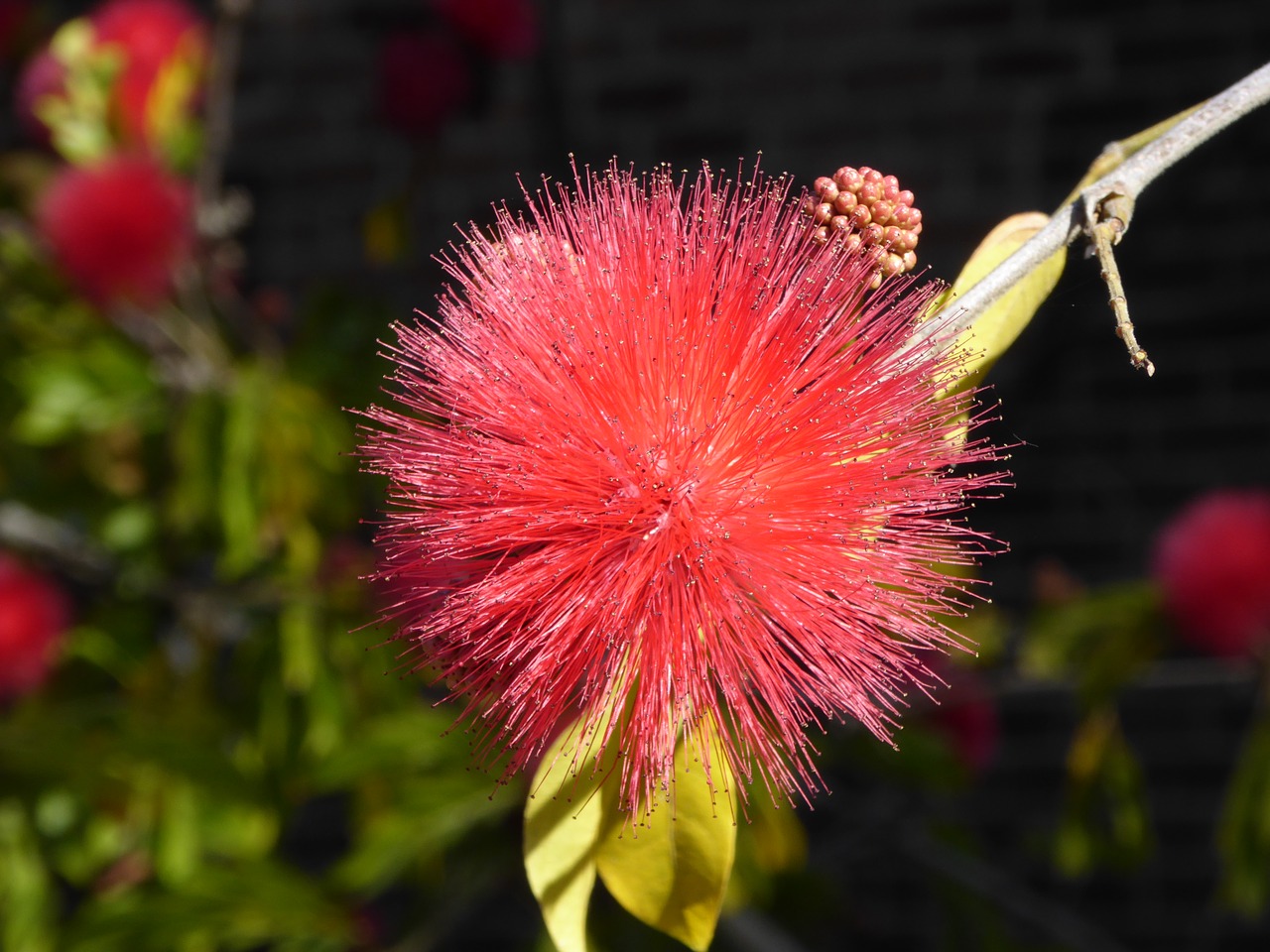 Image - mimosa shameplant exotic australian